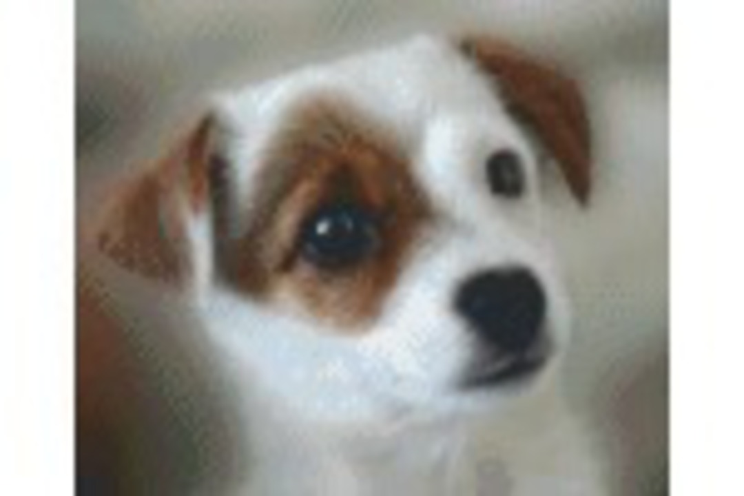 Jack Russell Pup Six [6] Baseplate PixelHobby Mini-mosaic Art Kits image 0